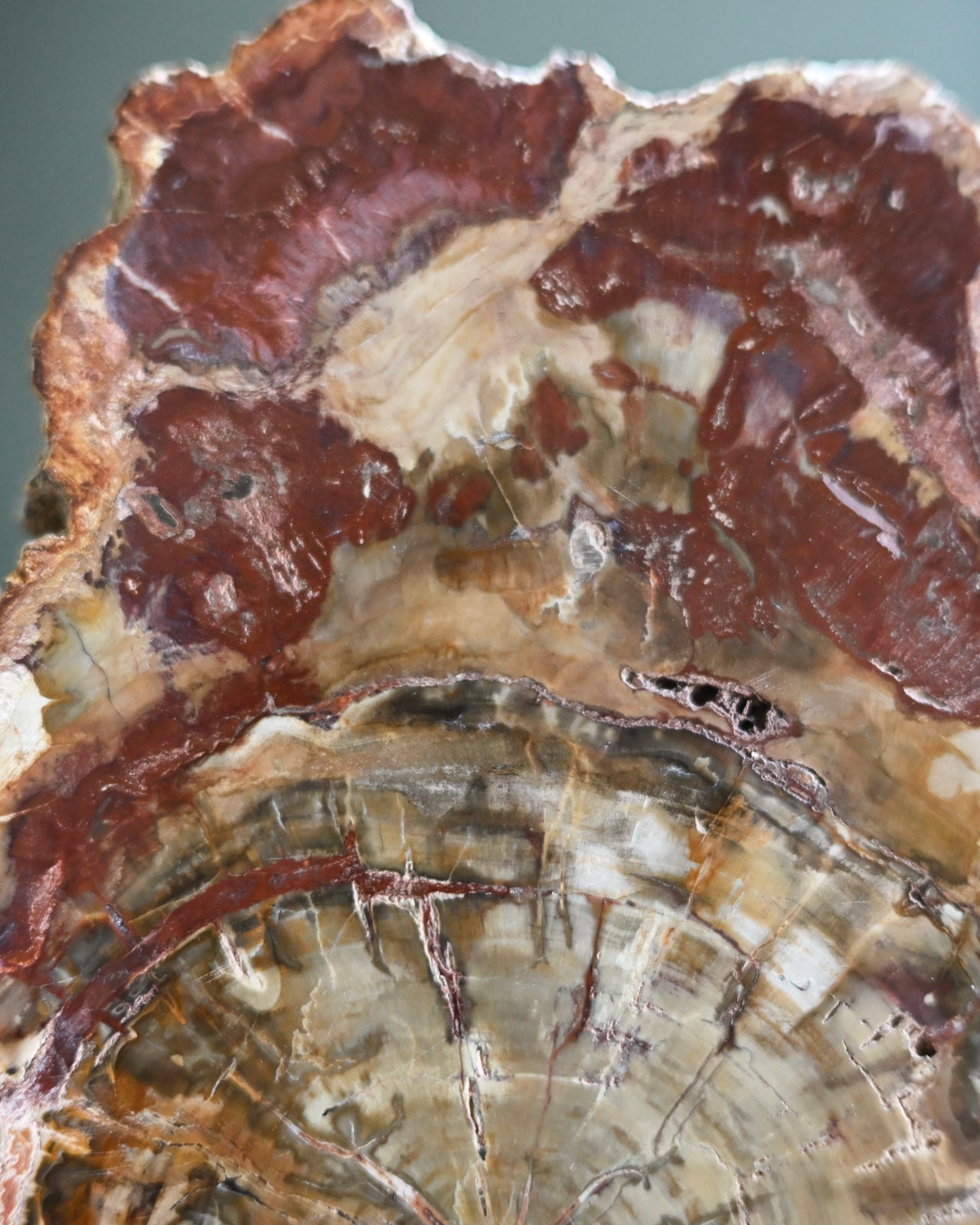 Rare Red Petrified Wood Slab 2.4lbs