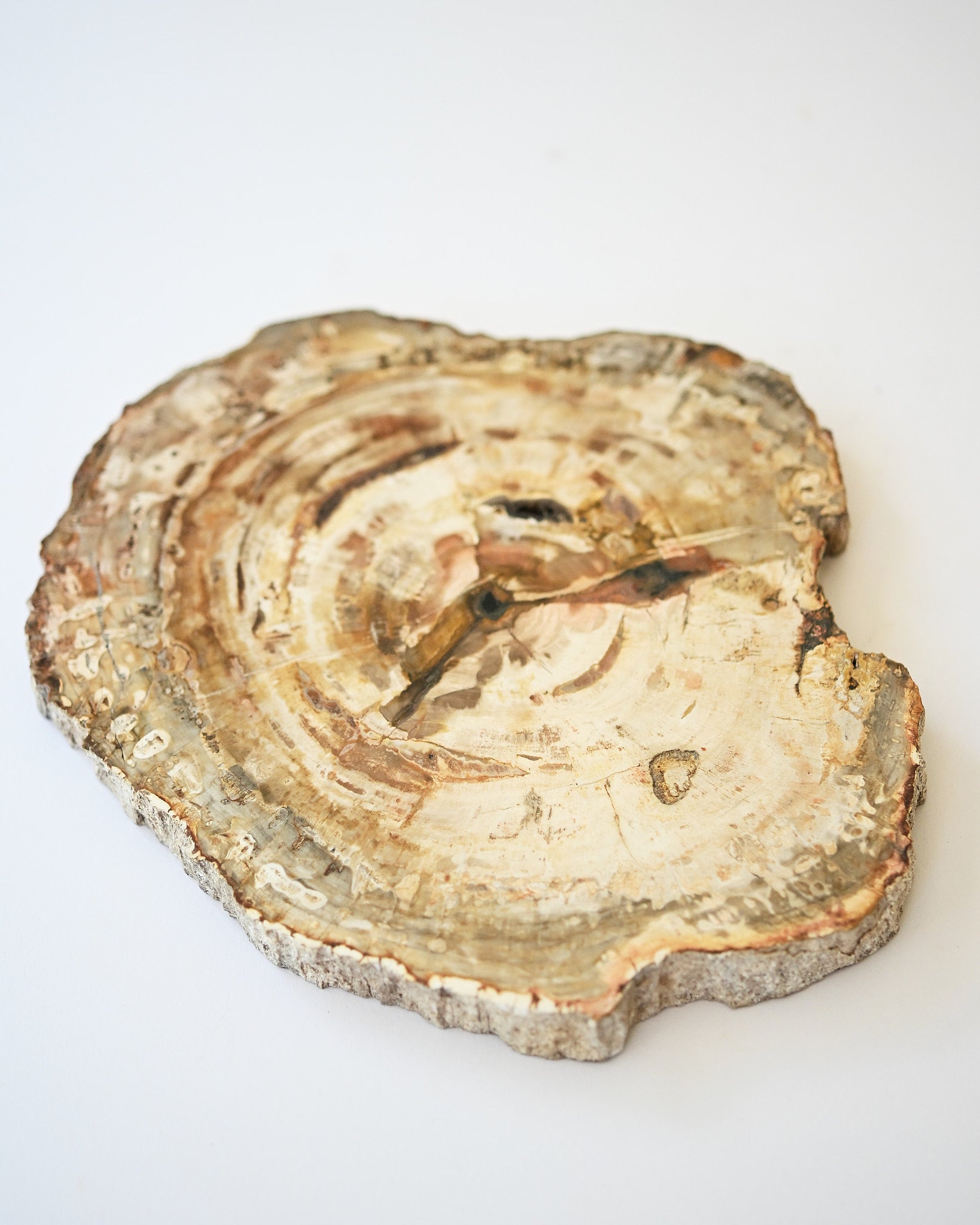 Petrified Wood Slab