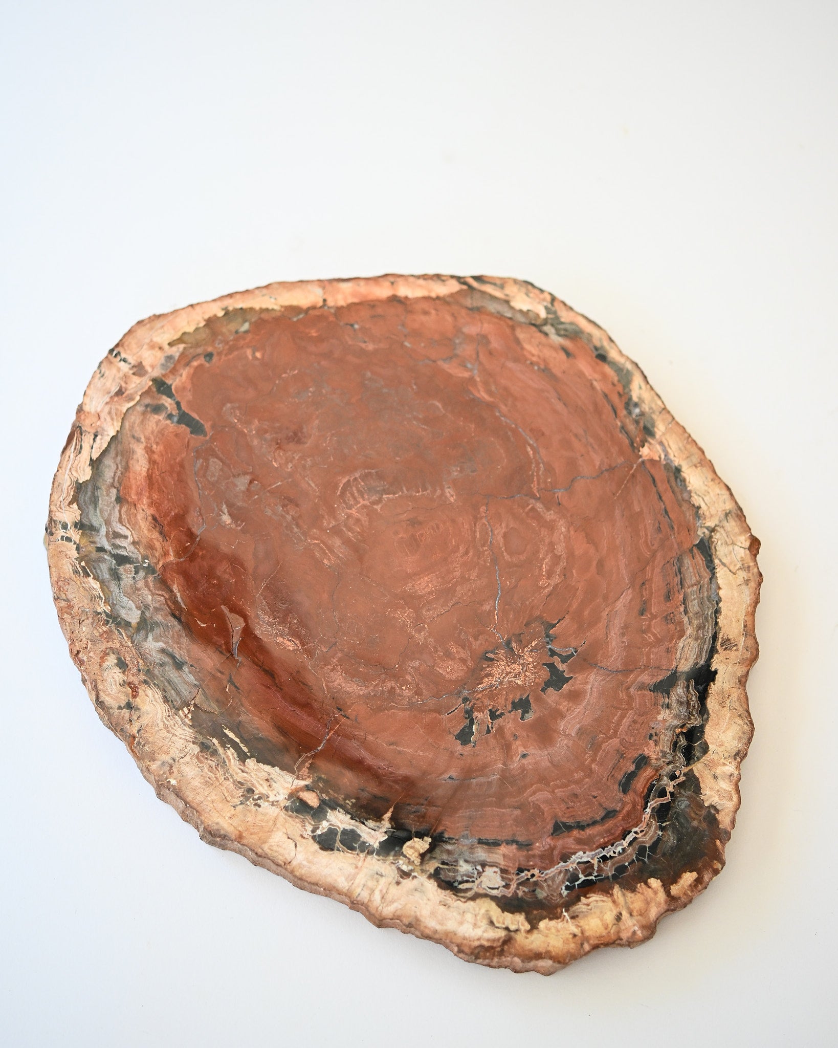 Rare Red Petrified Wood Slab 3.8lbs