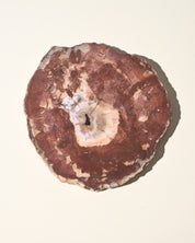 Red Petrified Wood Slab 8 inch