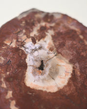 Red Petrified Wood Slab 8 inch
