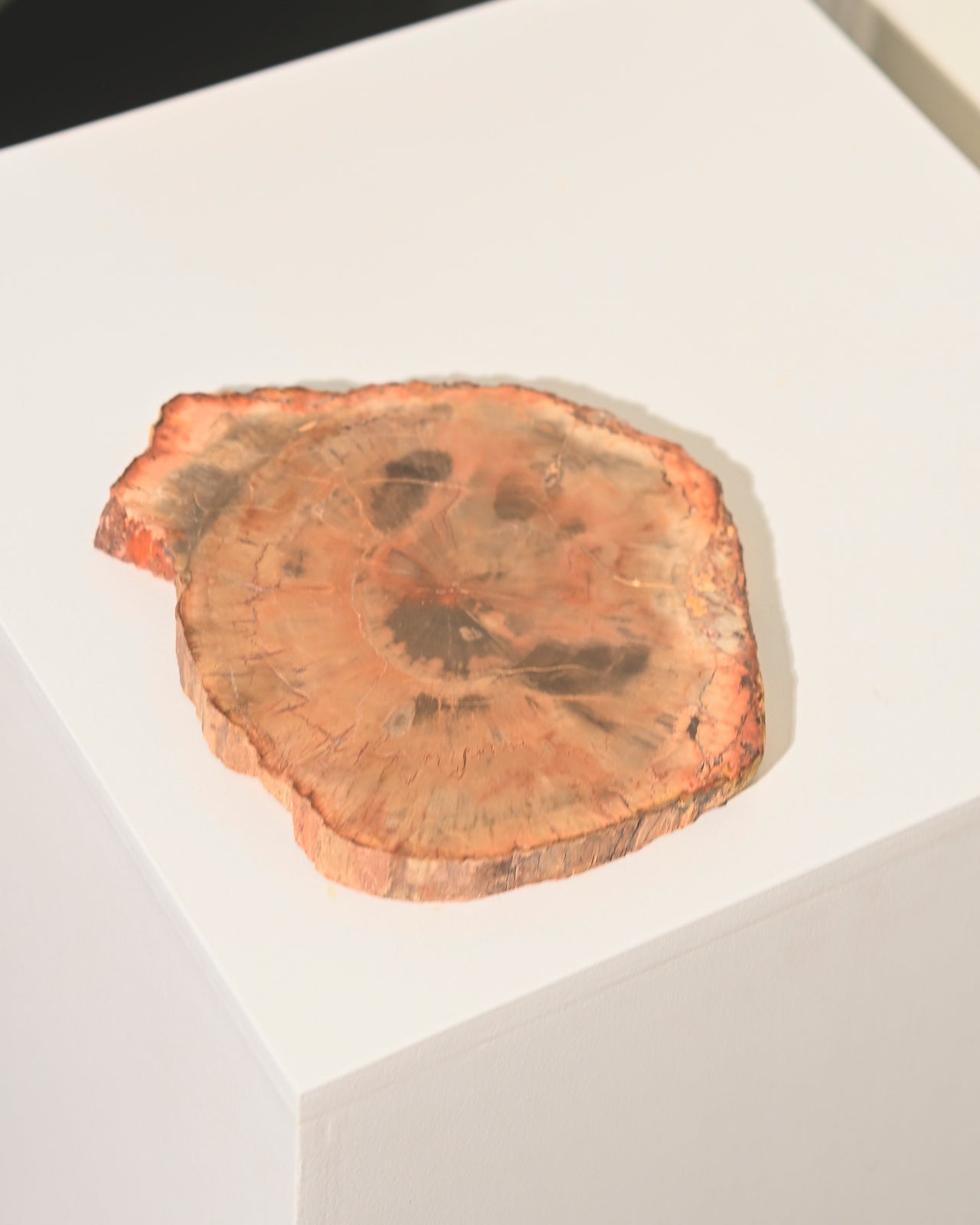 petrified-wood--650--5x4--3096.jpg