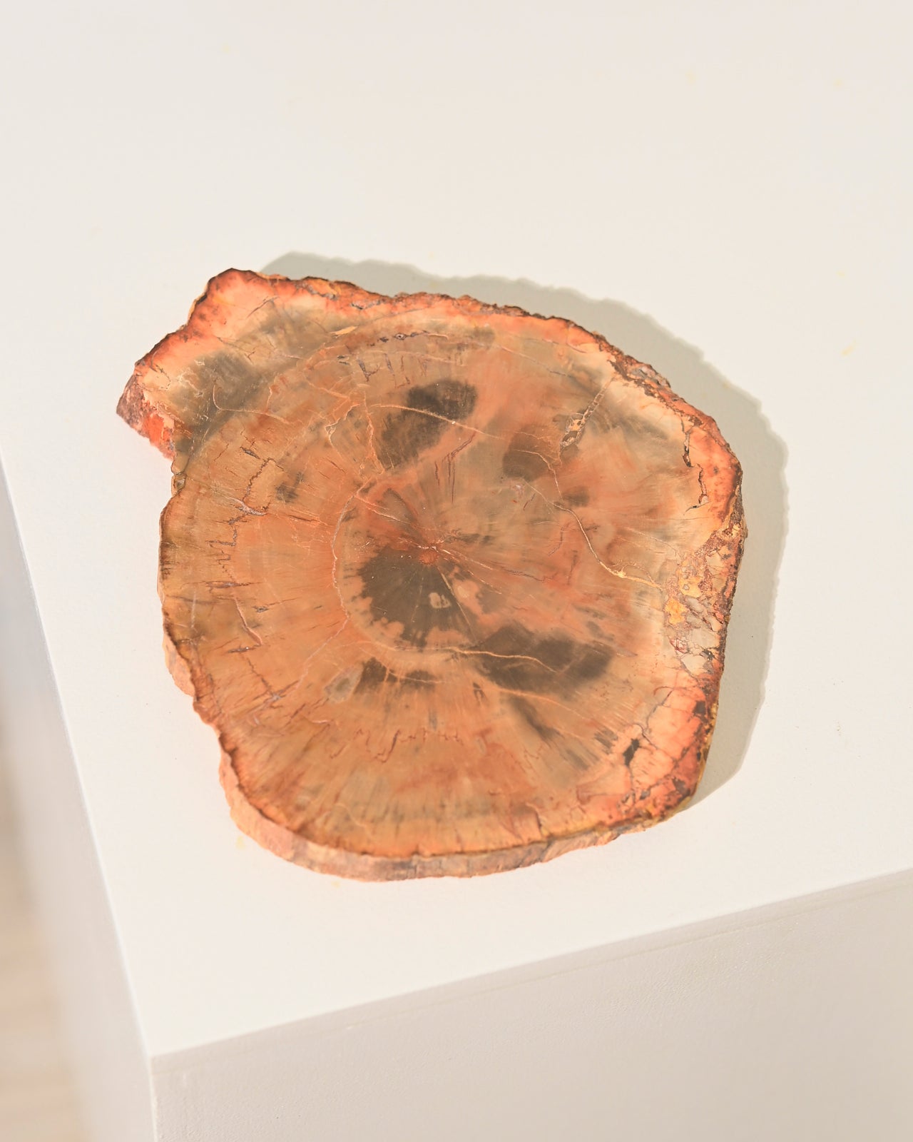 petrified-wood--650--5x4--3097.jpg