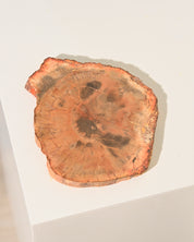 Petrified Wood Slab 5 inch