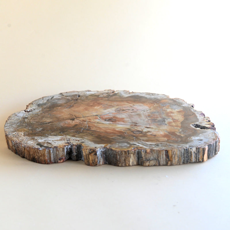 Petrified Wood Platter 7.7lbs