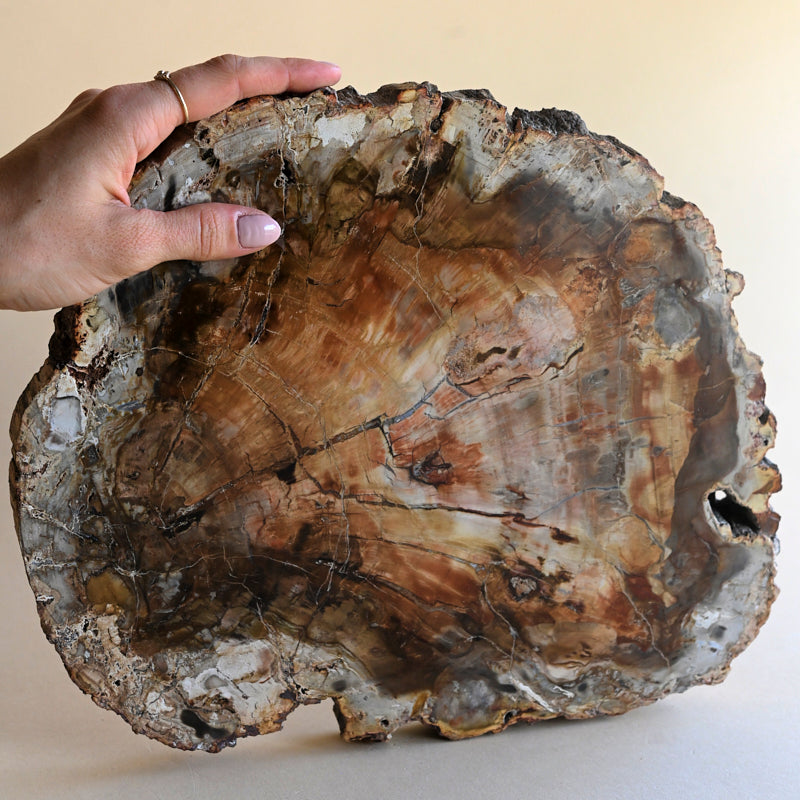 Petrified Wood Platter 7.7lbs