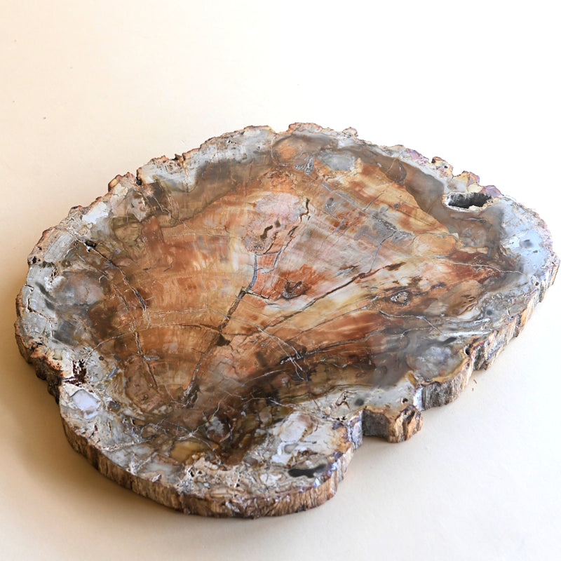 Petrified Wood Platter 7.7lbs