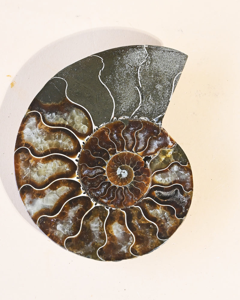 Ammonite Fossil 4.5in
