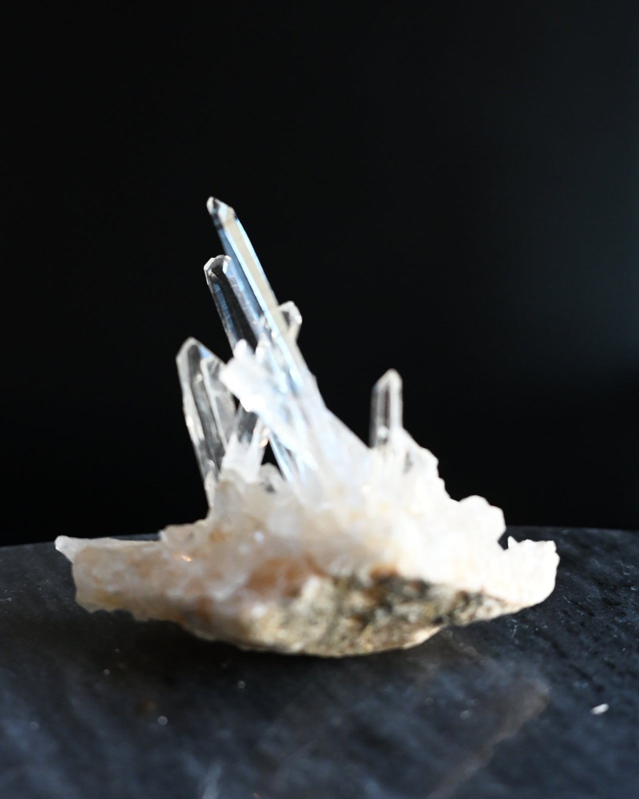 5-lemurian--0444.jpg