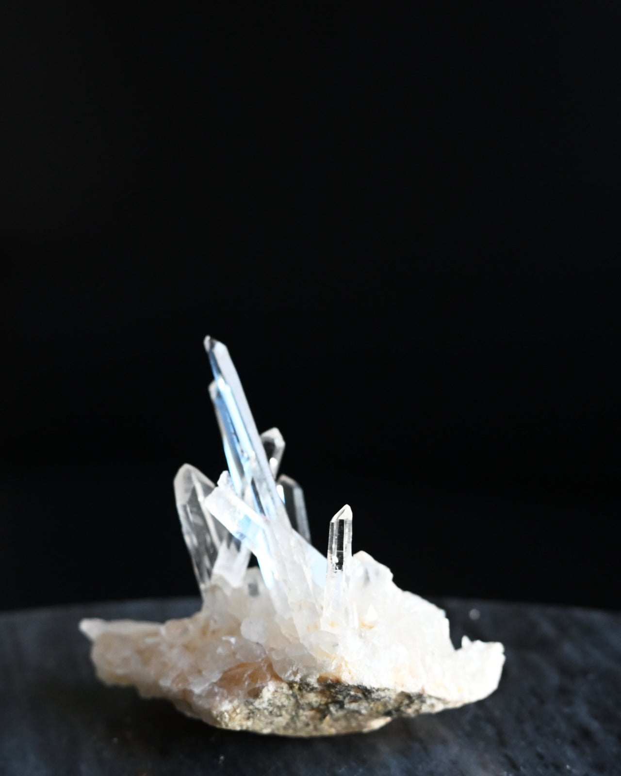 5-lemurian--0446.jpg