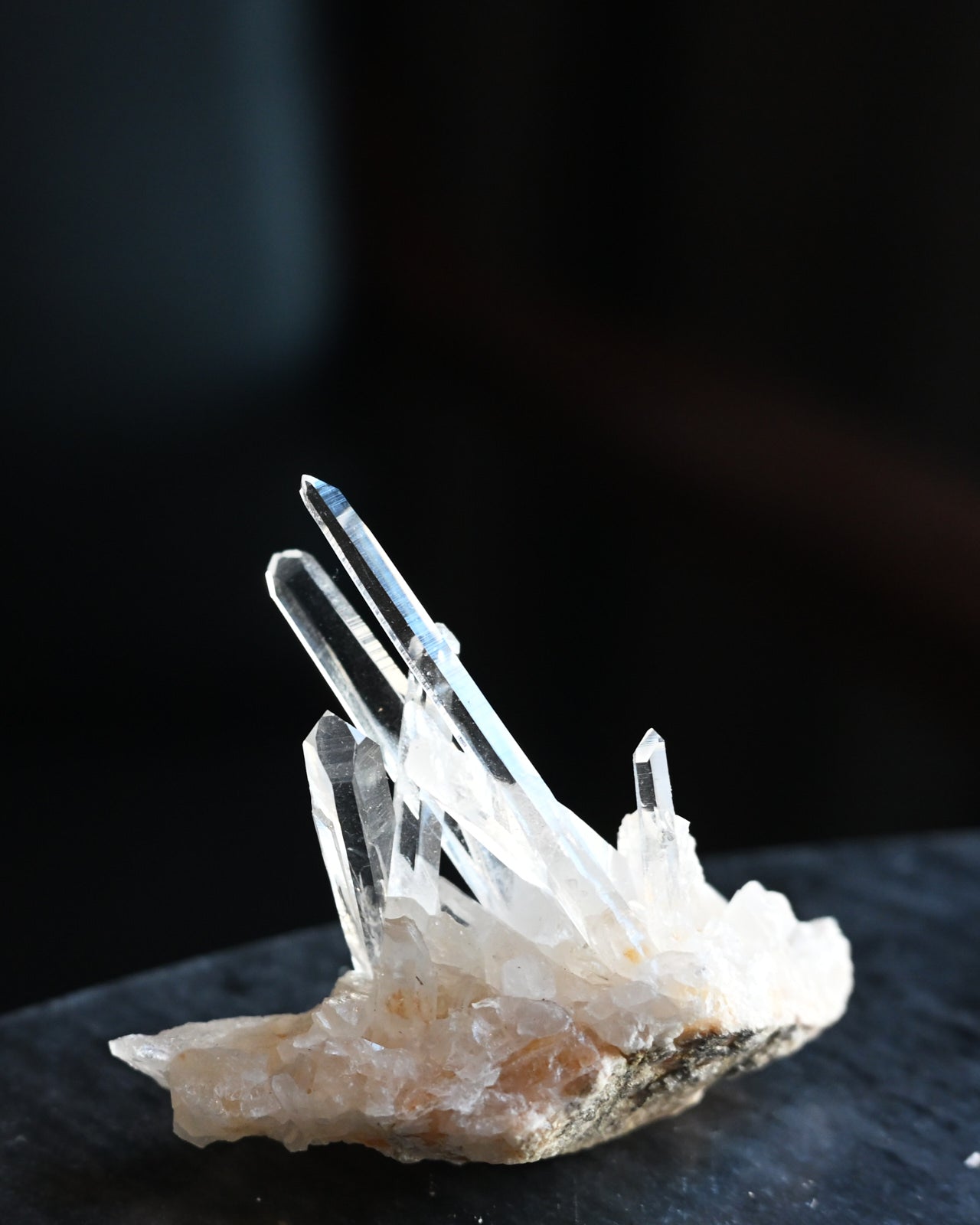 5-lemurian--0447.jpg
