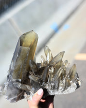 Rare Smoky Lemurian Cluster 7lb