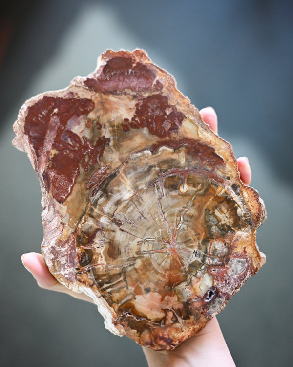 Rare Red Petrified Wood Slab 2.4lbs