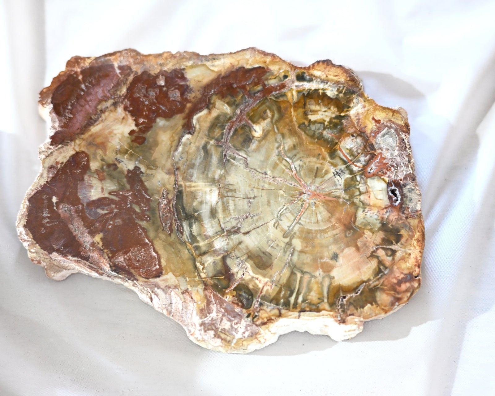 Rare Red Petrified Wood Slab 2.4lbs