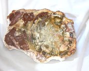 Rare Red Petrified Wood Slab 2.4lbs