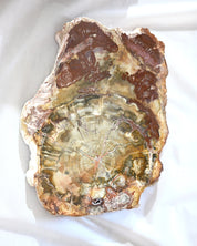 Rare Red Petrified Wood Slab 2.4lbs