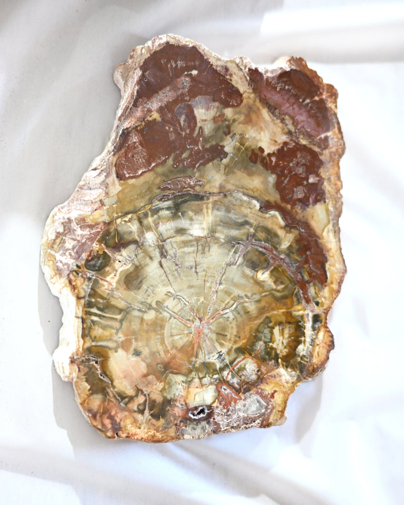 Rare Red Petrified Wood Slab 2.4lbs