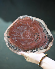 Rare Red Petrified Wood Slab 3.8lbs