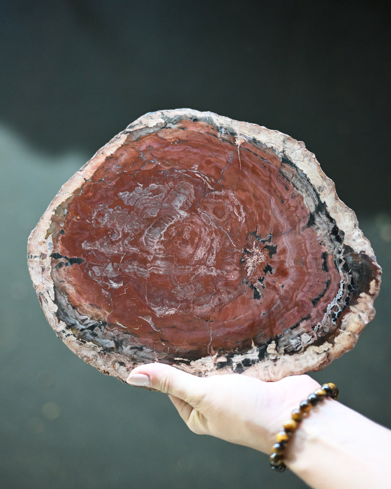 Rare Red Petrified Wood Slab 3.8lbs