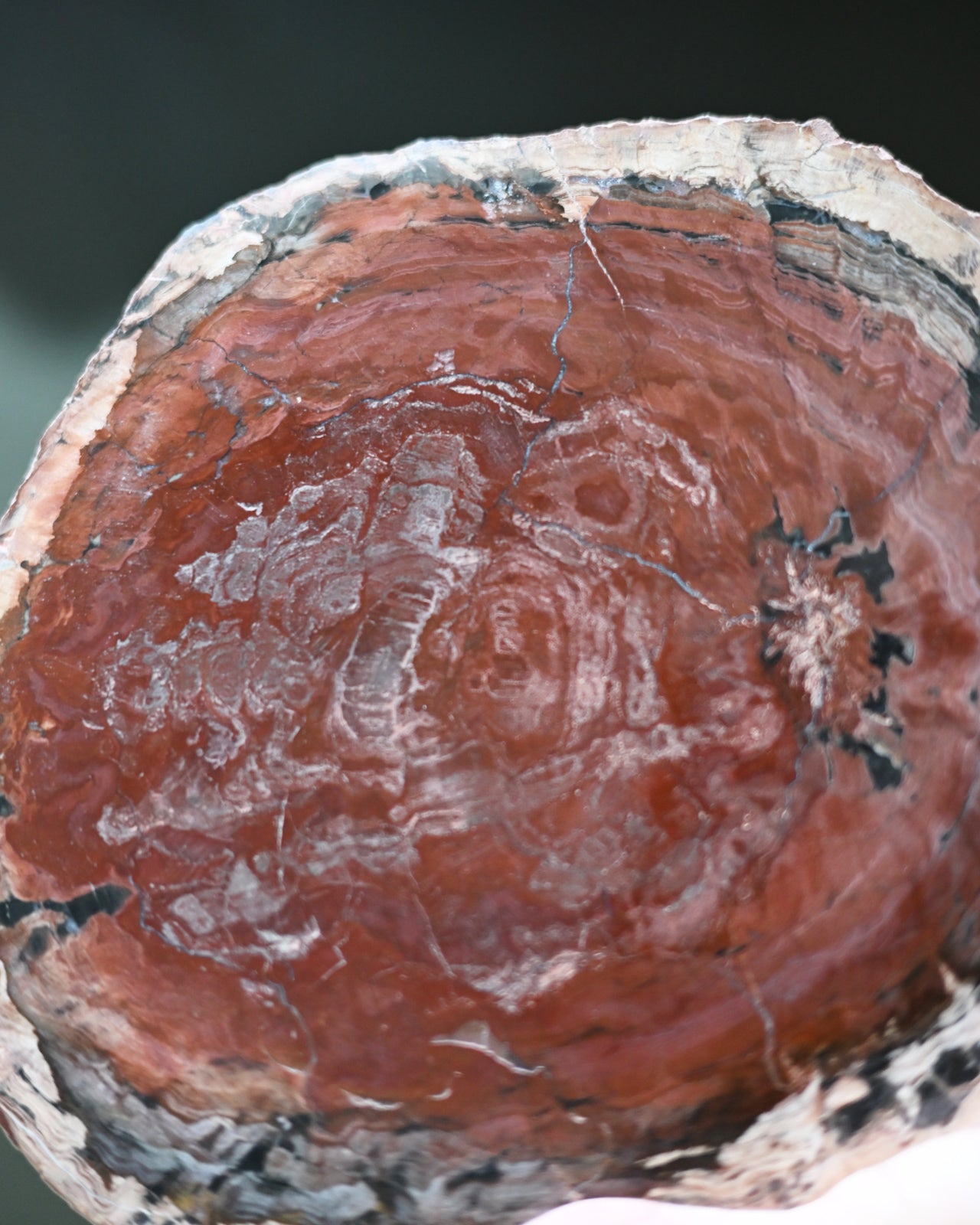 Rare Red Petrified Wood Slab 3.8lbs