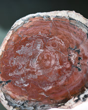 Rare Red Petrified Wood Slab 3.8lbs
