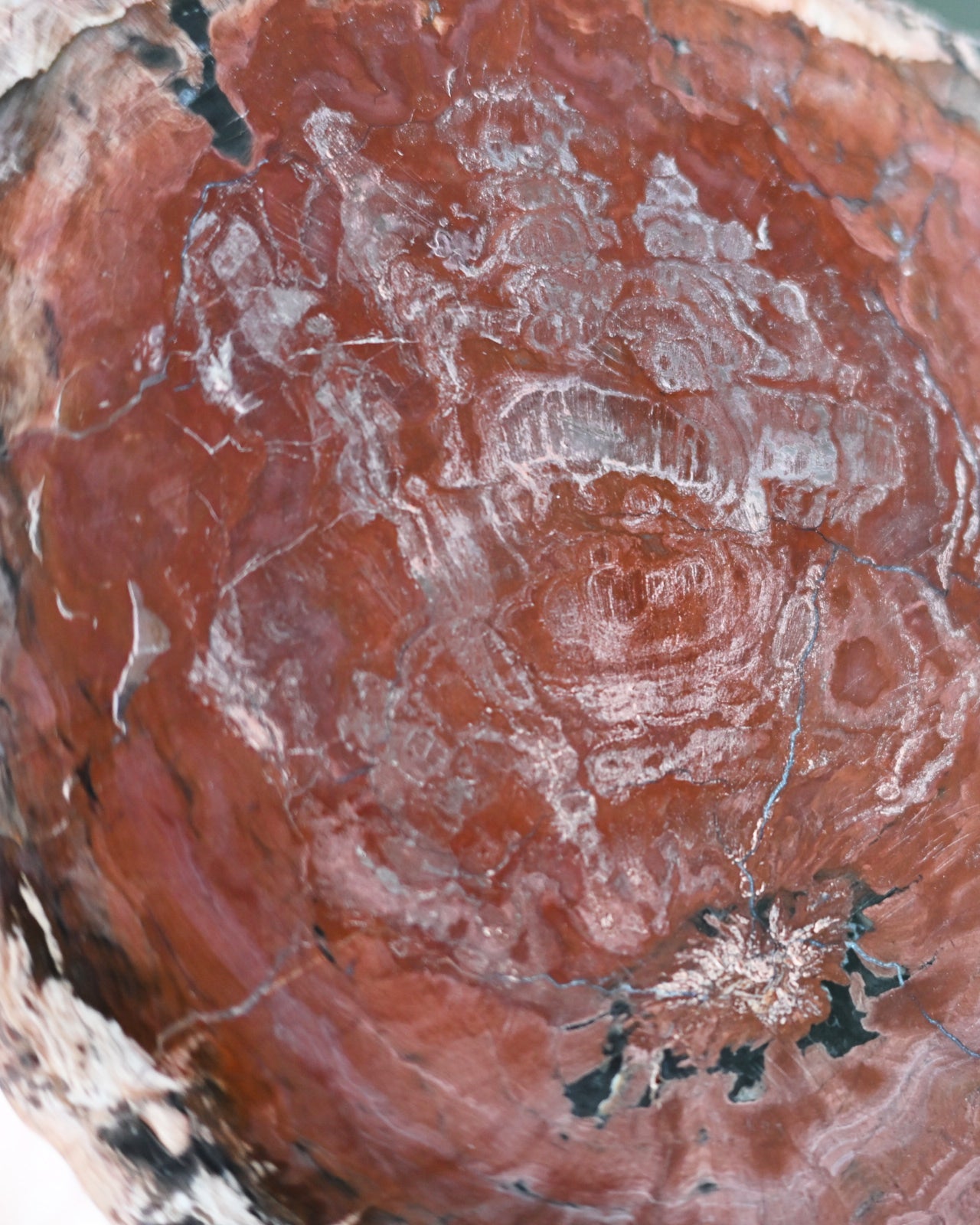 Rare Red Petrified Wood Slab 3.8lbs