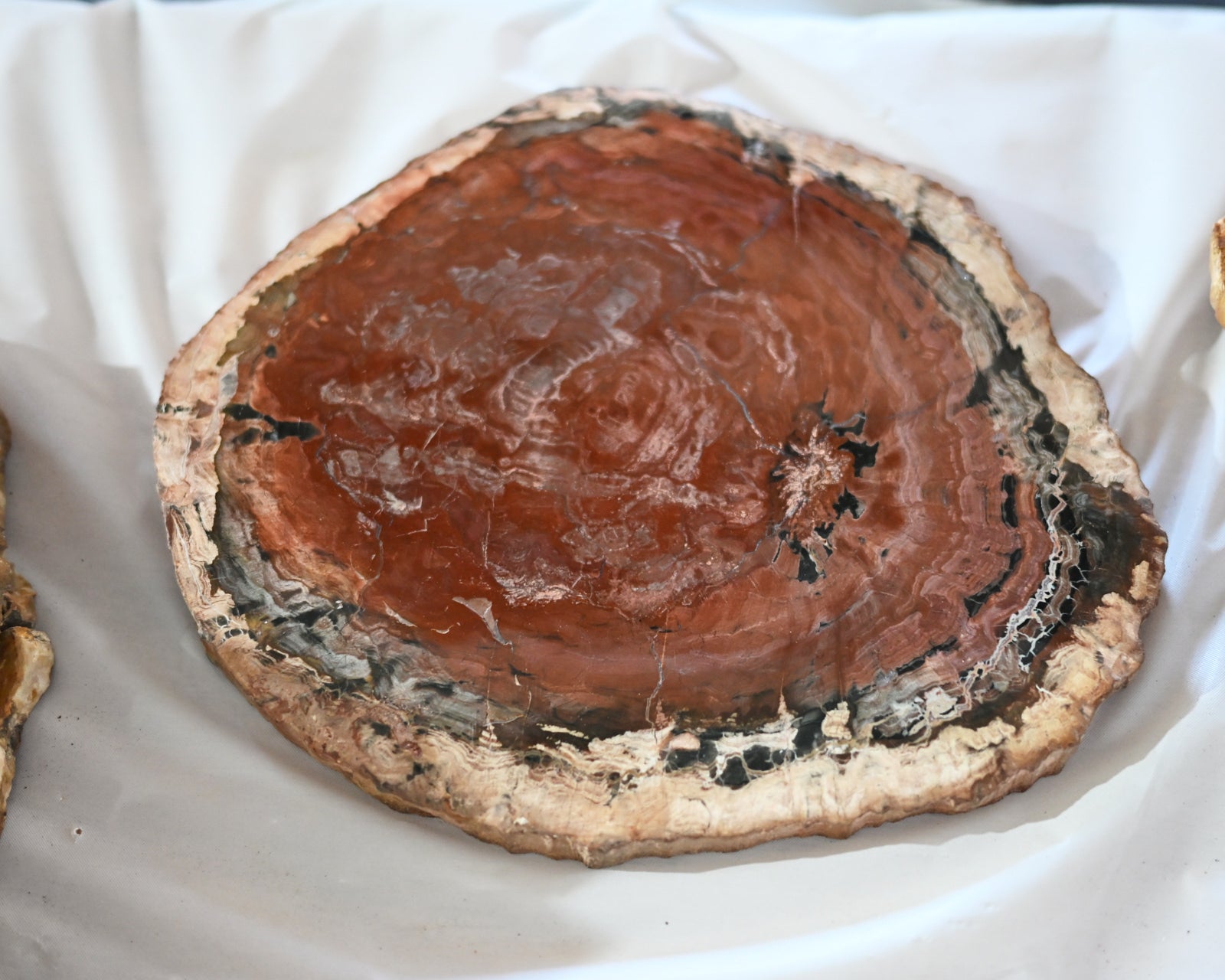 Rare Red Petrified Wood Slab 3.8lbs