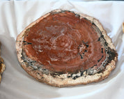 Rare Red Petrified Wood Slab 3.8lbs