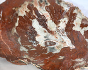 Rare Red Petrified Wood Slab 2.6lbs