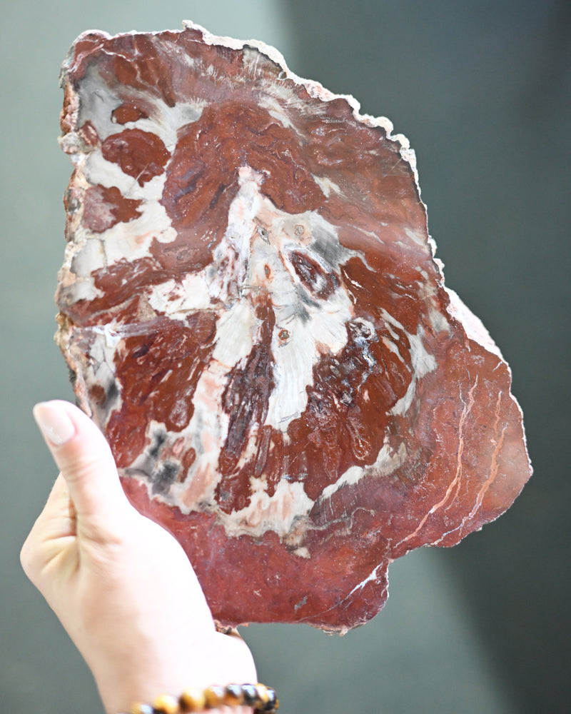 Rare Red Petrified Wood Slab 2.6lbs