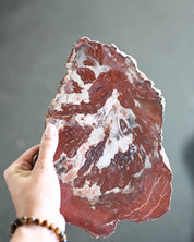 Rare Red Petrified Wood Slab 2.6lbs