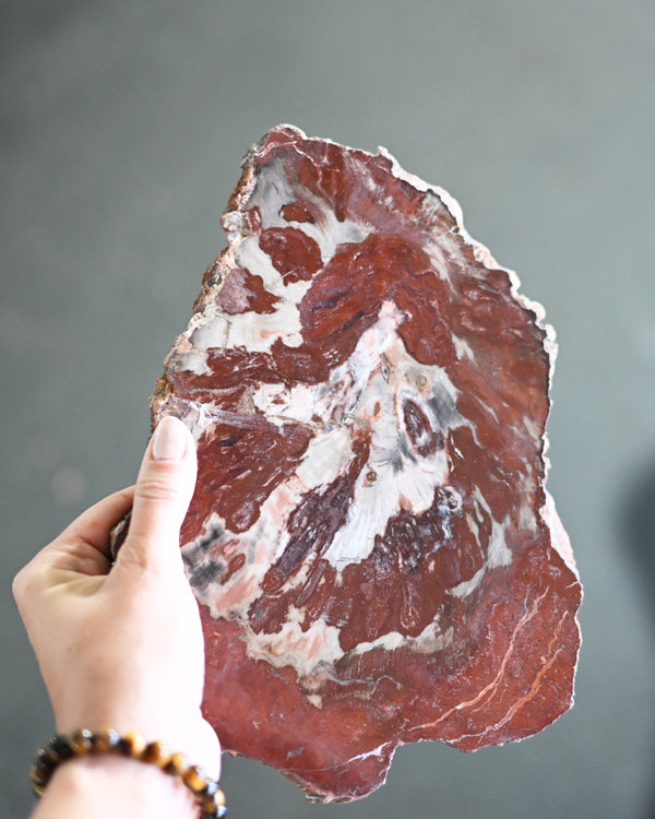 Rare Red Petrified Wood Slab 2.6lbs