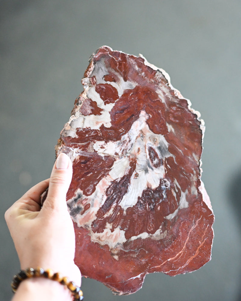 Rare Red Petrified Wood Slab 2.6lbs
