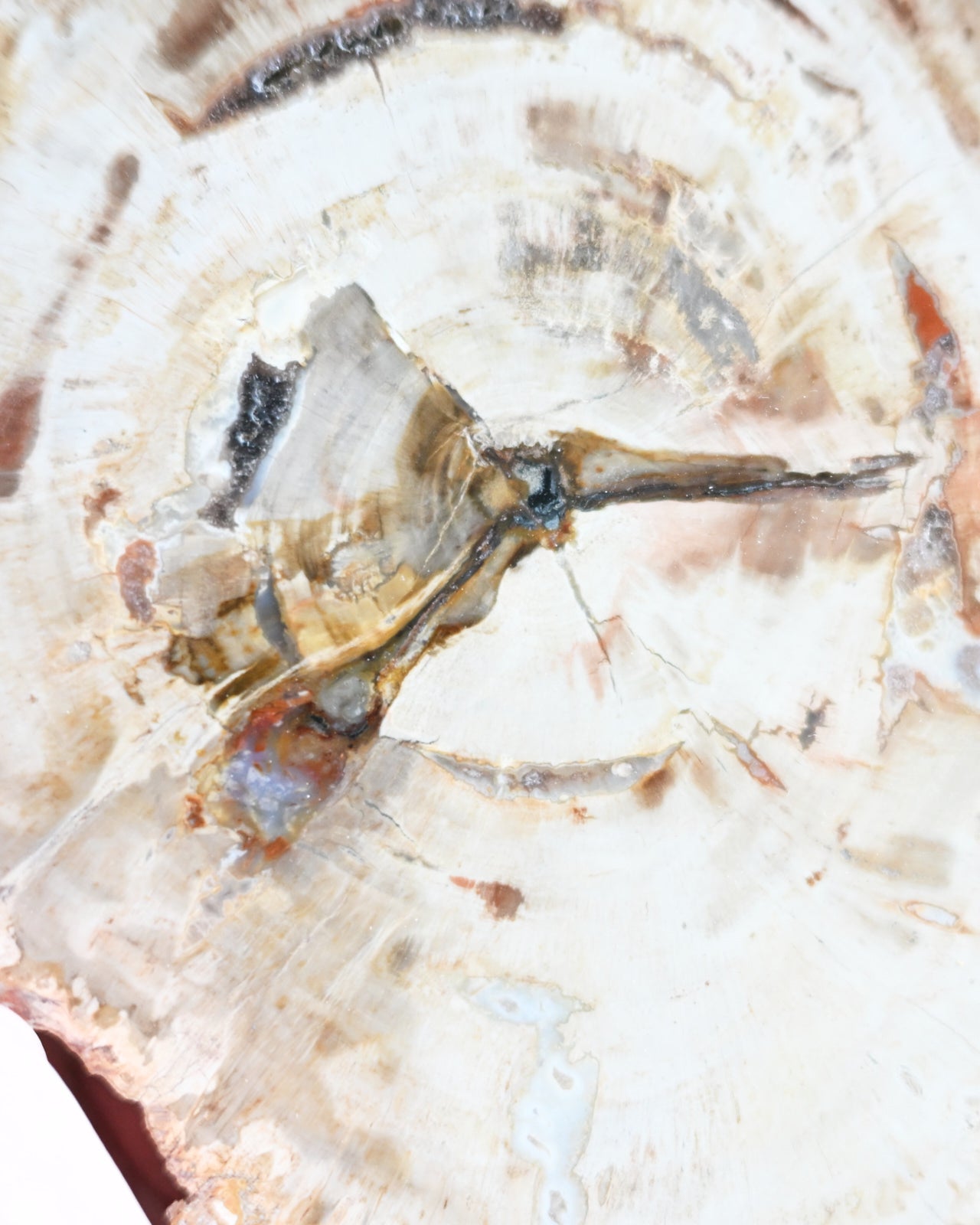 Petrified Wood Slab