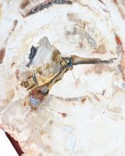 Petrified Wood Slab