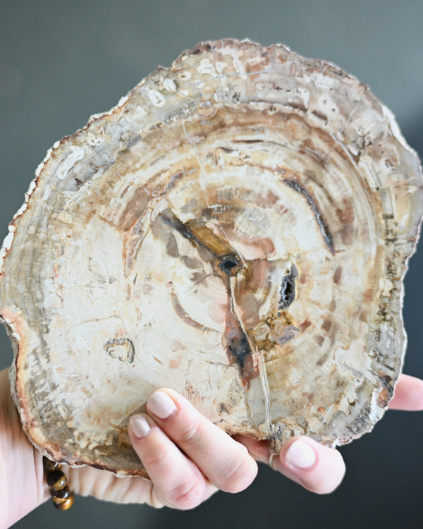 Petrified Wood Slab