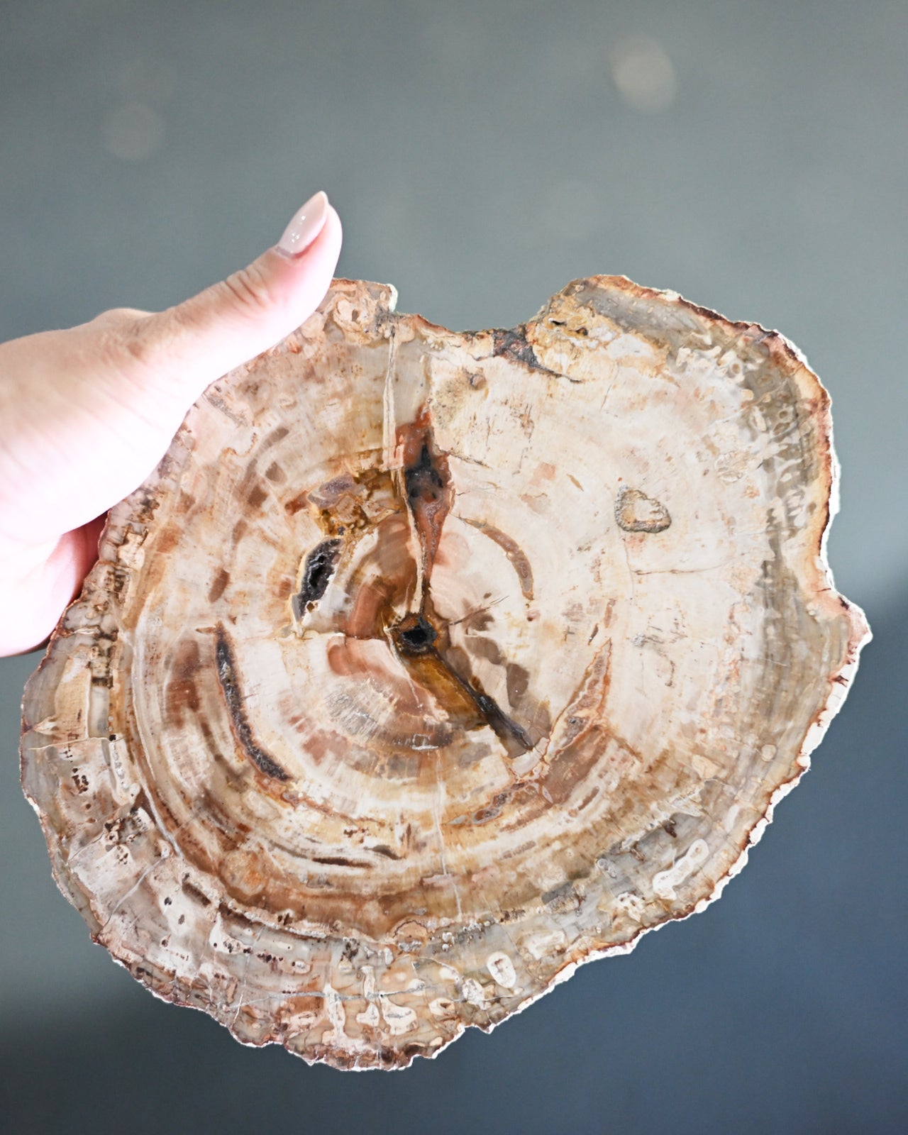 Petrified Wood Slab