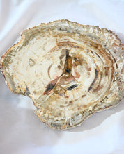 Petrified Wood Slab