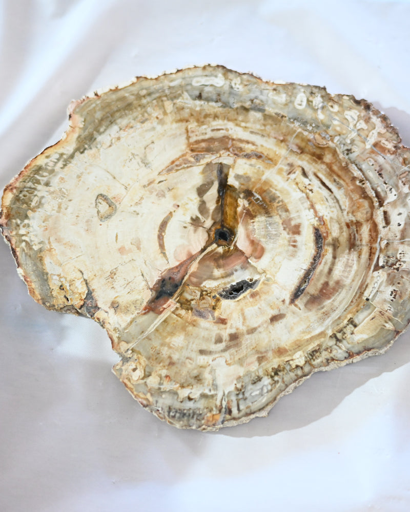 Petrified Wood Slab