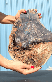 Rare Collawood Petrified Wood Slab with Azurite — Zile, Turkey