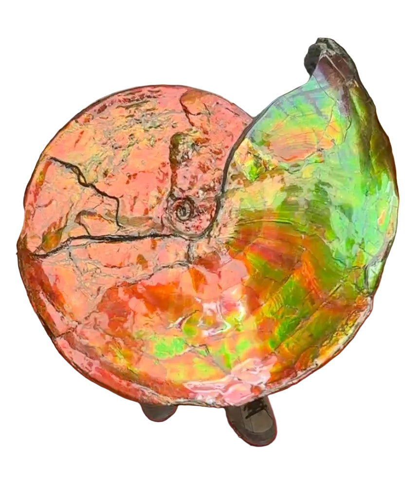 Ammolite crystal — Red, green, blue, iridescent specimen, Orthorhombic crystal system