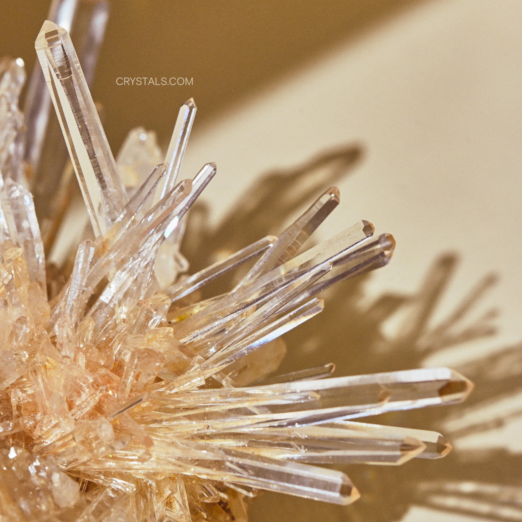 LEMURIAN-CLUSTER-MD- 11.jpg__PID:9678e89d-819c-45e5-ba8f-cb377cfe6d19