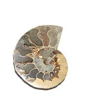 Ammonite Fossil