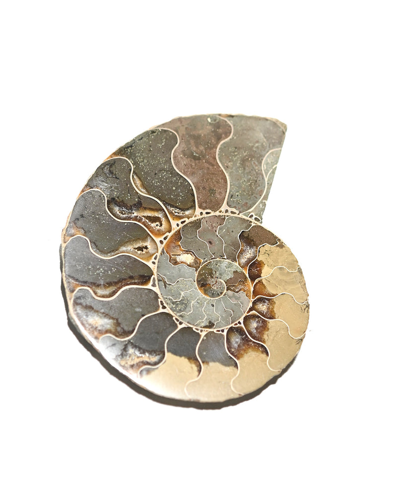 Ammonite Fossil