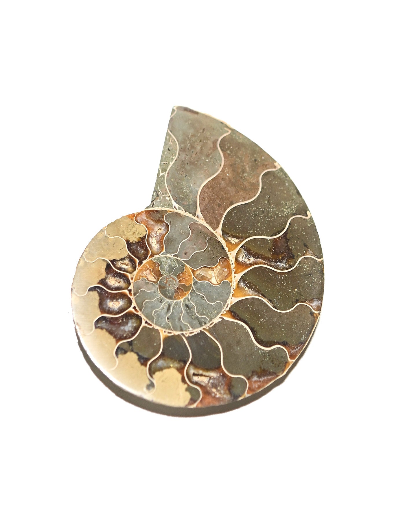 Ammonite Fossil