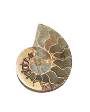 Ammonite Fossil
