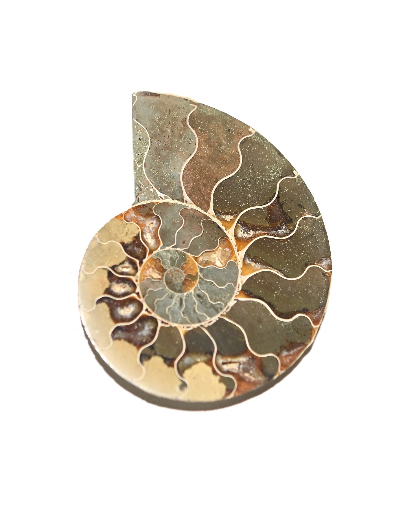Ammonite Fossil