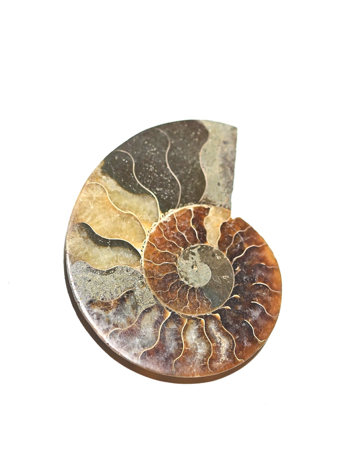 Ammonite Fossil