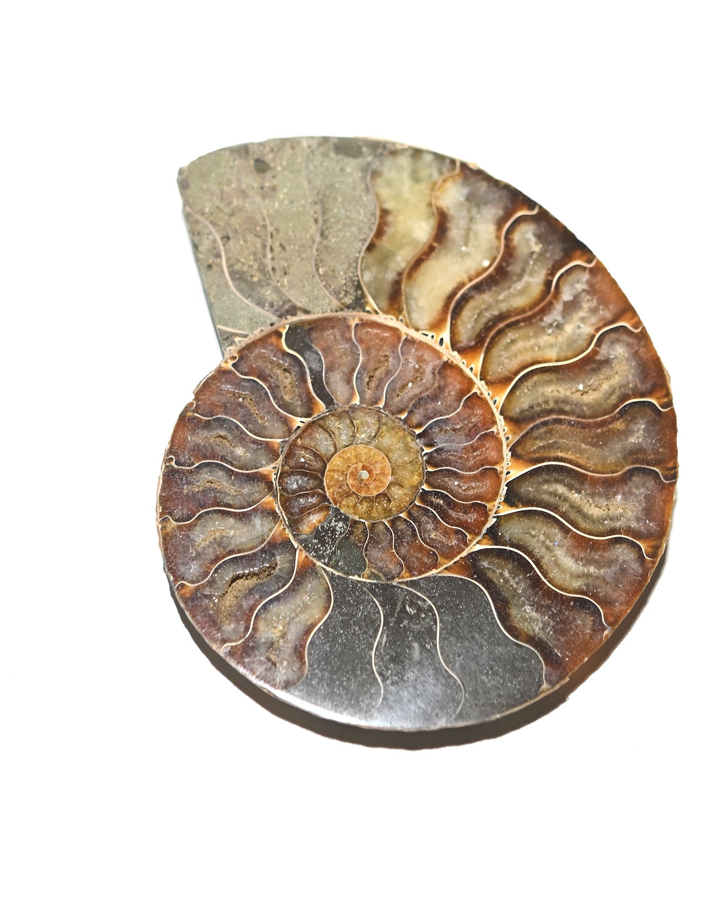 Ammonite Fossil
