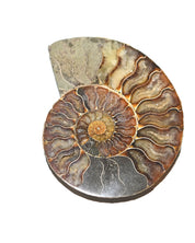 Ammonite Fossil